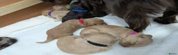 Cockapoo dogs for sale: GORGEOUS F1 COCKAPOOS  - Advert 18
