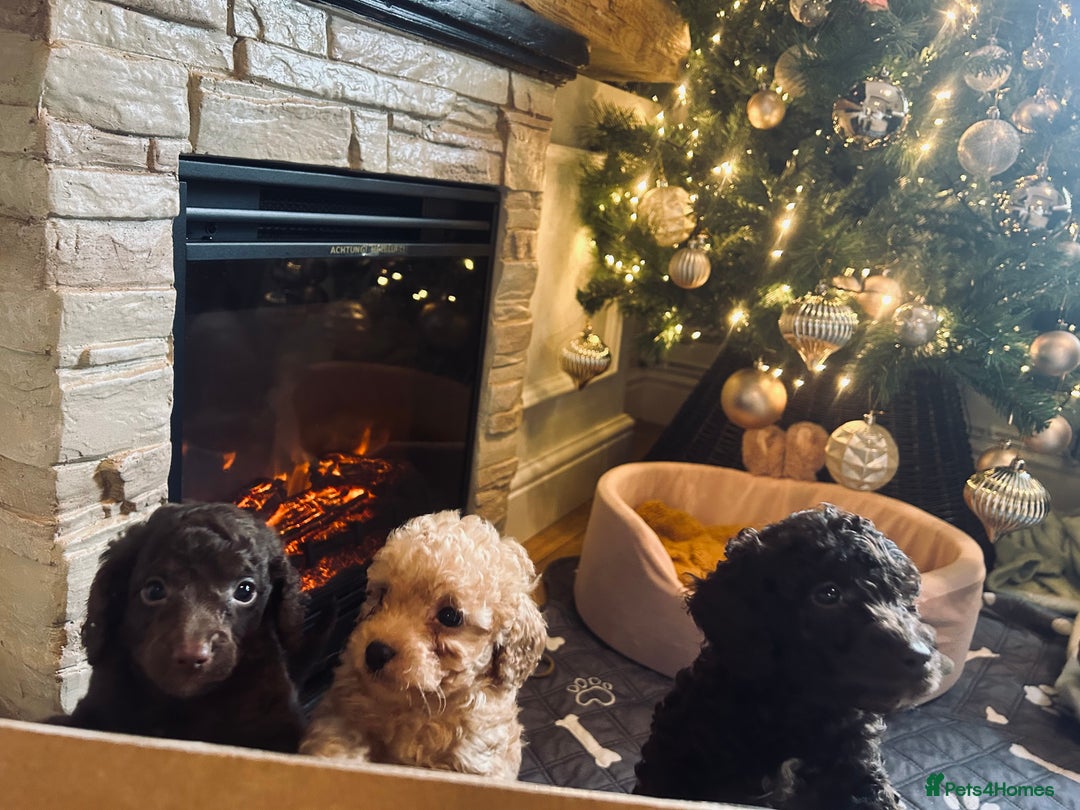 Cockapoo dogs for sale: Cockapoos ready 22.11 1 boy and 2 girls left💙🩷🩷 - Advert 11
