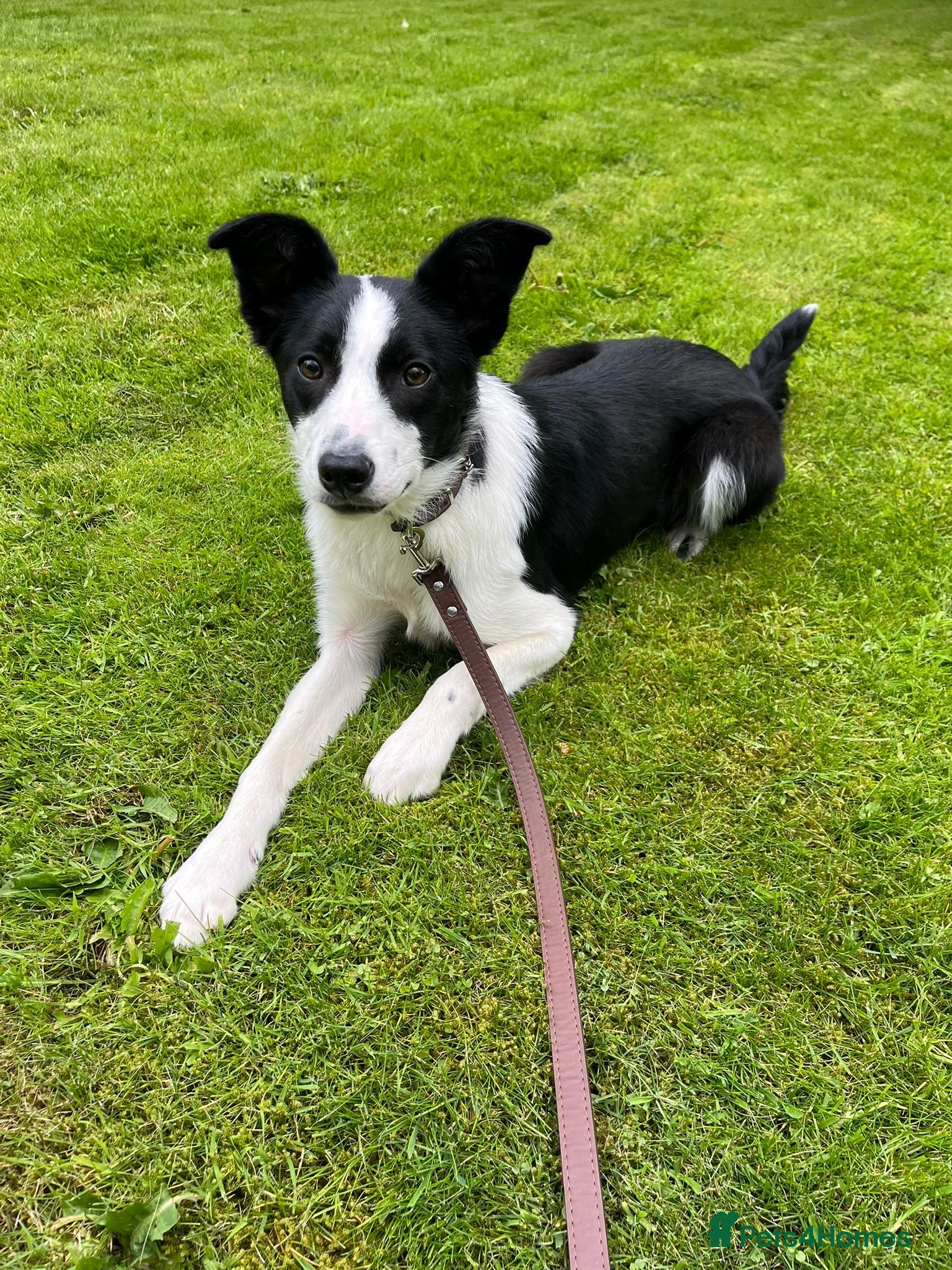 Border Collie dogs 8 month old ISDS border collie  - Advert 10