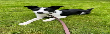 Border Collie Puppy 2