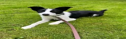 Border Collie dogs for sale: 8 month old ISDS border collie  - Advert 1