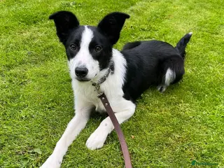Border Collie dogs 8 month old ISDS border collie - Advert 10