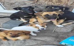 Mixed Breed dogs for adoption: CADBURY 5 months M playful/loves dogs, kids, cats! - Image 16