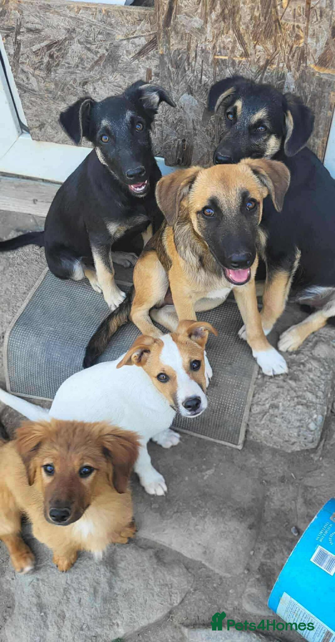 Mixed Breed dogs for adoption: CADBURY 5 months M playful/loves dogs, kids, cats! - Image 16