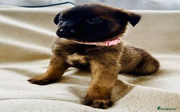 Belgian Shepherd Dog dogs for sale: Skye x Nines very last litter ever! 3B &7G  - Image 33