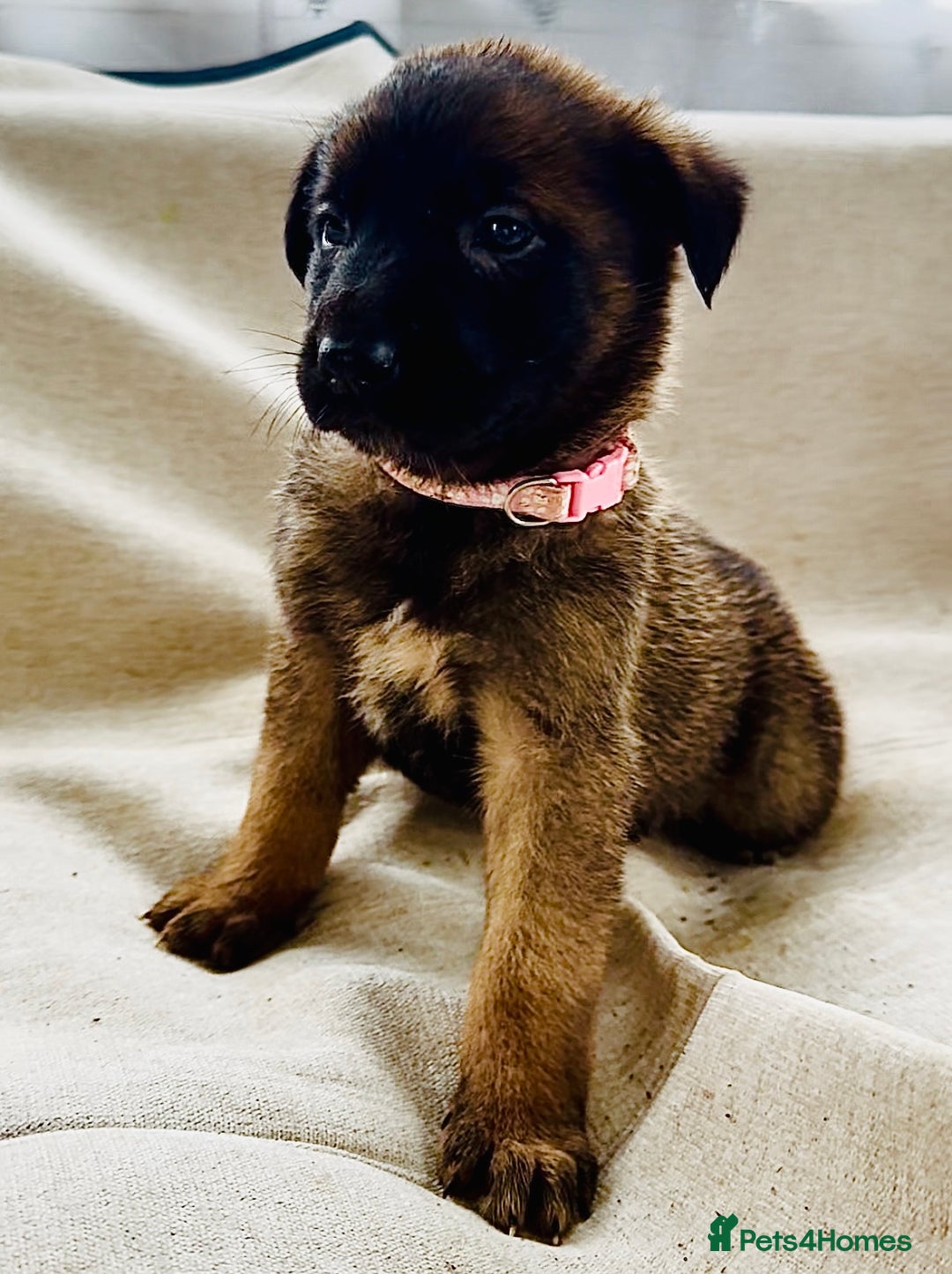 Belgian Shepherd Dog dogs for sale: Skye x Nines very last litter ever! 3B &7G  - Image 33
