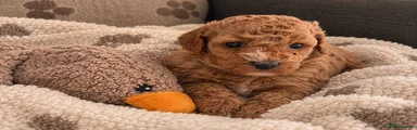 Poochon 3