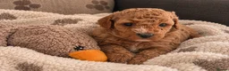 Poochon dogs for sale: Mini asian poochon puppies  - Advert 8