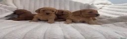 Cockapoo dogs for sale: Beautiful F1 cockapoos  - Advert 11