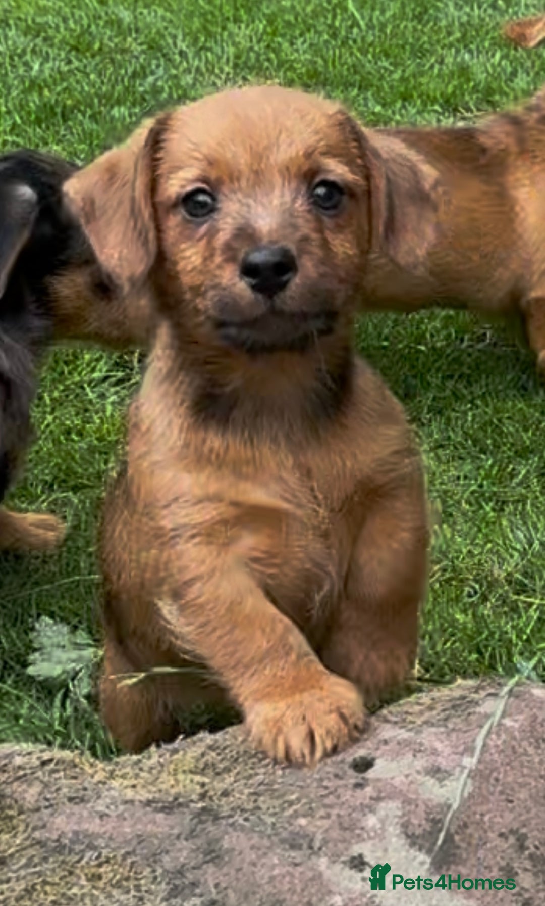 Mixed Breed dogs for sale: Stunning Daxi x Norfolk terrier  - Image 11
