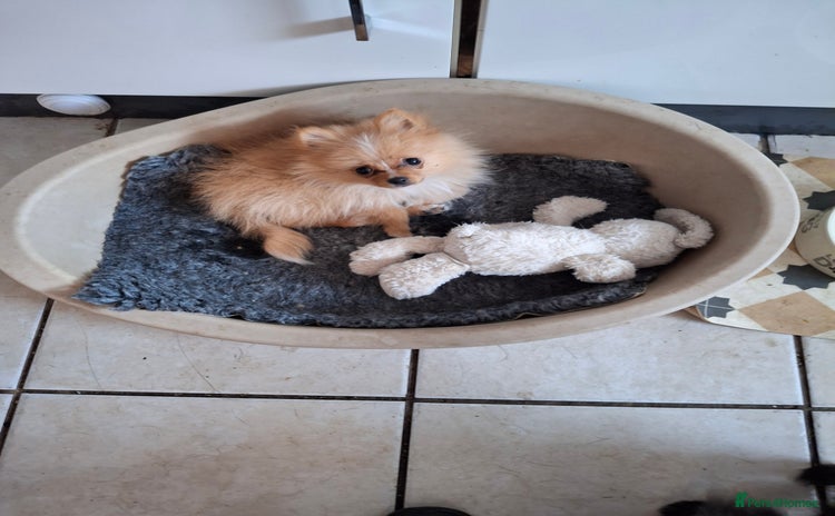 Pomeranian dogs - Advert 14