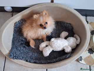 Pomeranian dogs - Advert 15