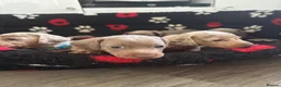 Miniature Dachshund dogs for sale: Minature dashund puppies 1BOY LEFT - Advert 7