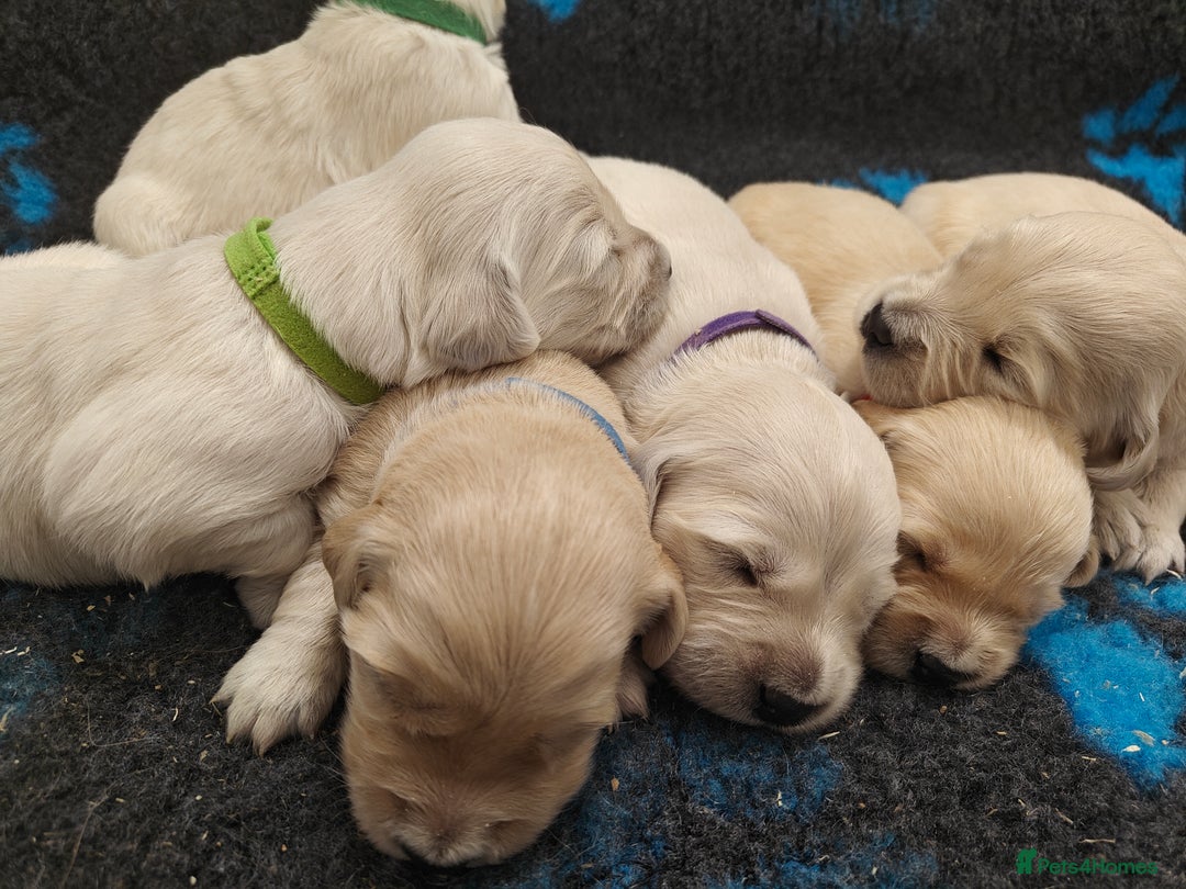 Golden Retriever dogs for sale: Outstanding KC registered Golden Retriever Puppies - Image 8