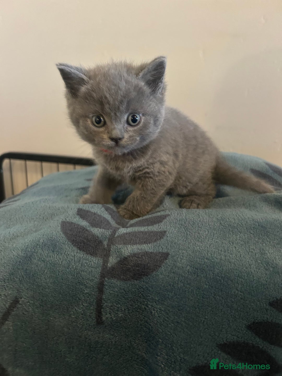 British Shorthair cats for sale:  British Shorthair Kittens – Ready Feb 2026 🐾 - Advert 4