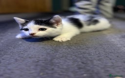 Mixed Breed cats for sale: Two kittens available for new homes  - Image 4