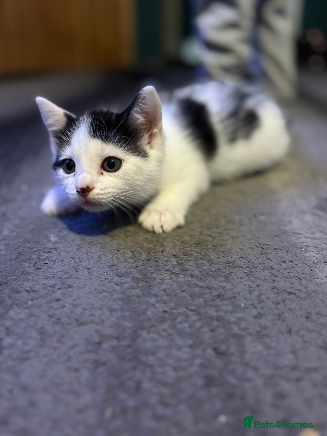 Mixed Breed cats for sale: Two kittens available for new homes  - Image 4