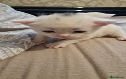Mixed Breed cats for sale: Adorable white kittens  - Image 15