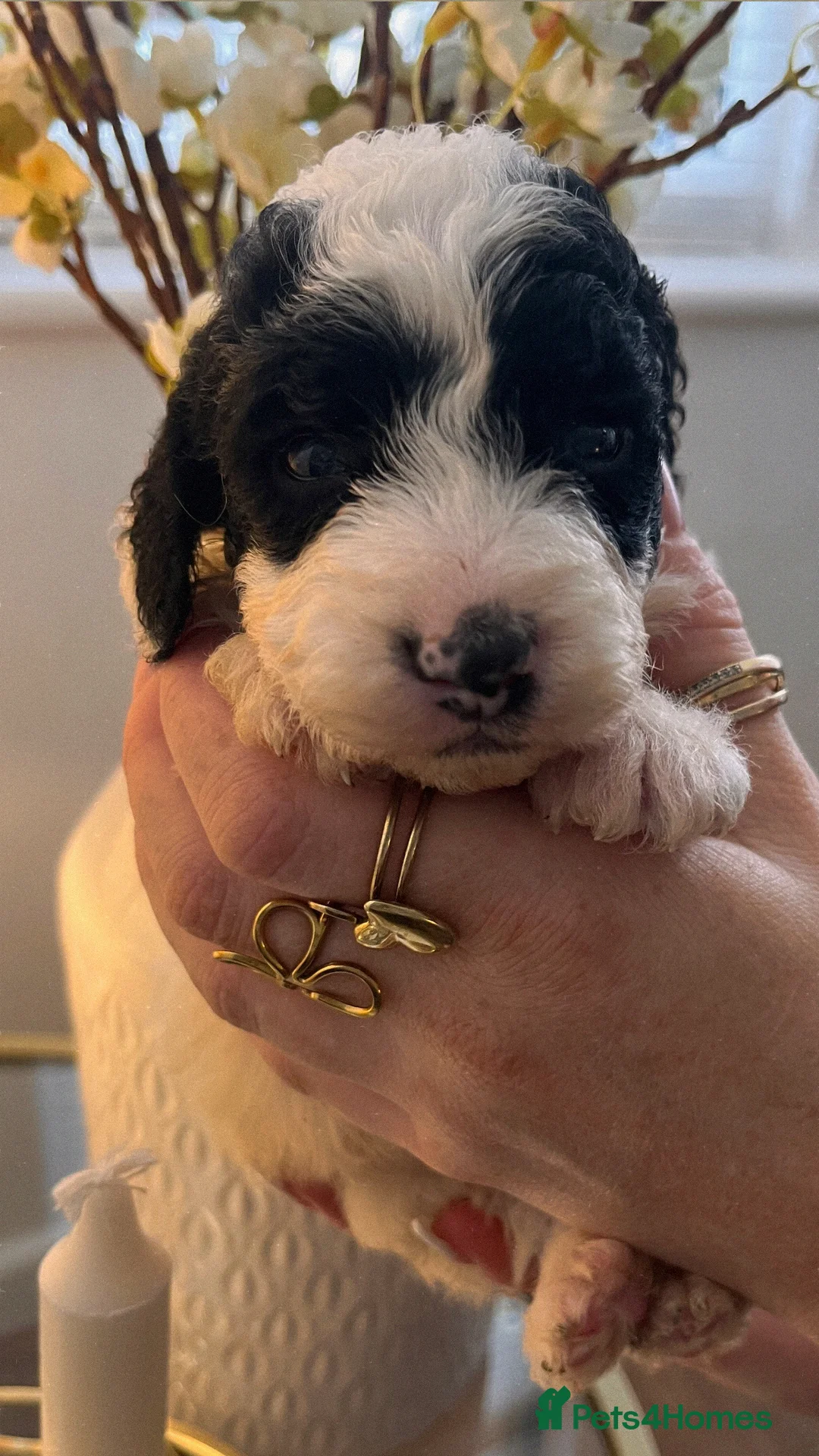 Cockapoo dogs for sale: Cockapoo puppies  - Advert 2