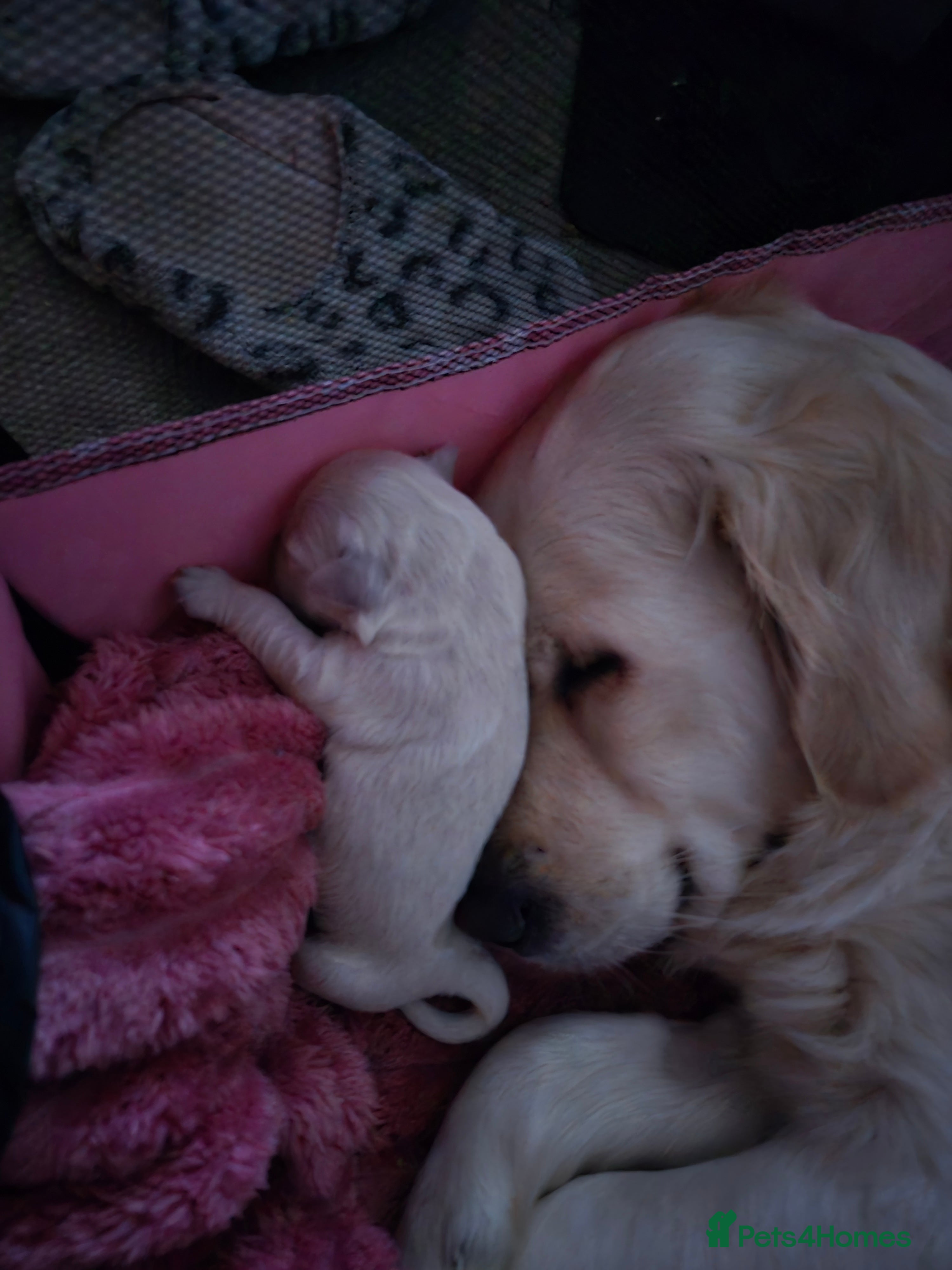 Golden Retriever dogs Our Bellas first litter x 5 girls 1 boys left  - Advert 5