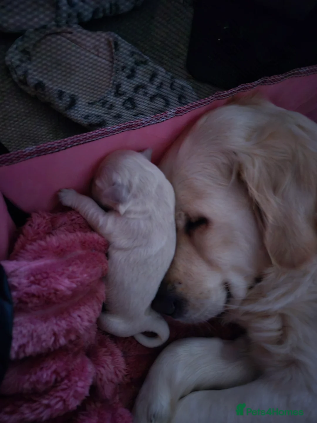 Golden Retriever dogs for sale: 3 girls 1.boy  ! Our Bellas first litter x   - Advert 2