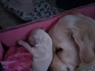 Golden Retriever dogs Our Bellas first litter x 5 girls 1 boys left - Advert 5
