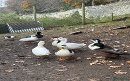 Ducks poultry for sale: Call ducks - Image 6