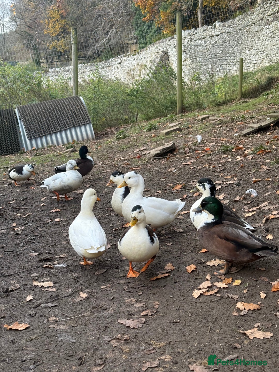 Ducks poultry for sale: Call ducks - Image 6