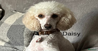 Cavapoo dogs - Advert 11