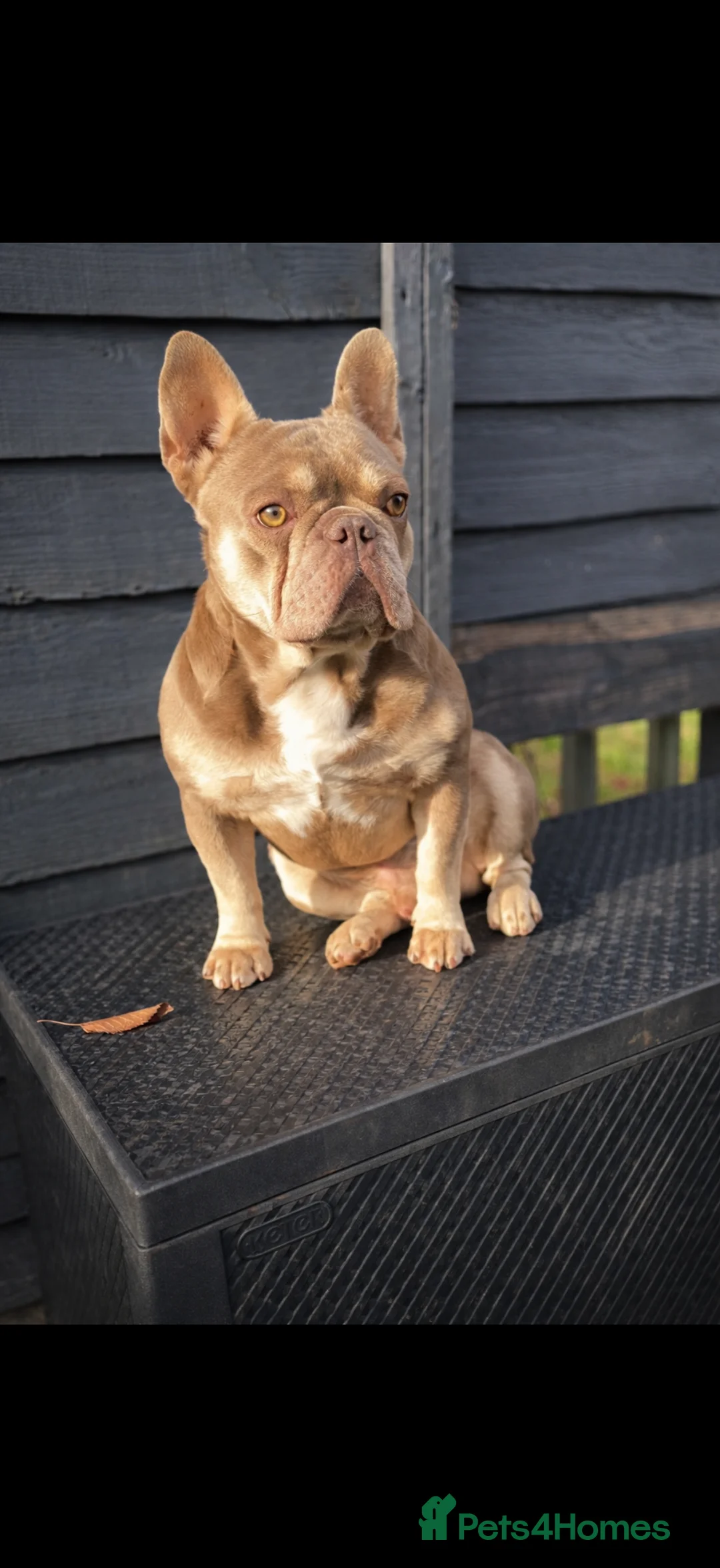 French Bulldog dogs for sale: Family raised French bulldog puppies  - Advert 5