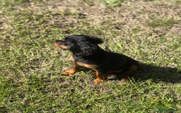 Cavapoo dogs for sale: Cavapoo rare black &tan health tested  - Image 18