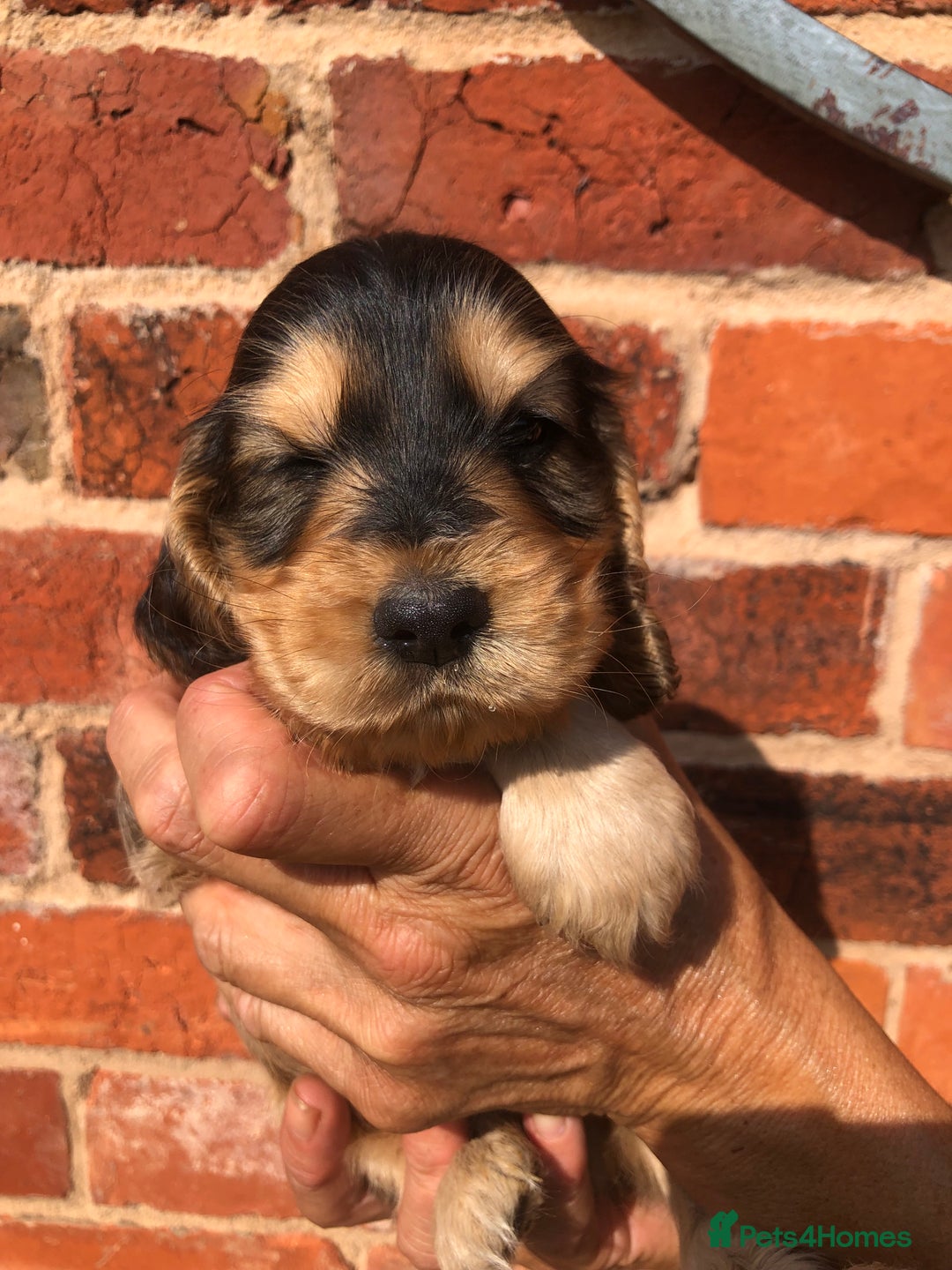 Cocker Spaniel dogs for sale: Pure beautiful show cocker spaniel puppies  - Image 7