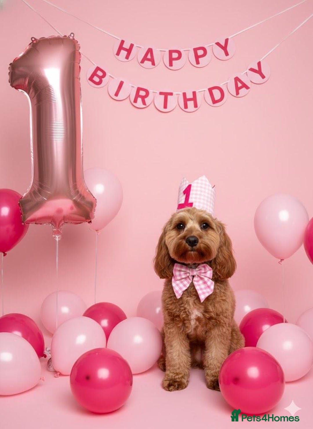 Cavapoo dogs for sale: Extensively Health Tested Cavapoo Pups - List Open - Advert 17