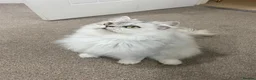 British Longhair cats for sale: Stunning white and grey BLH. Wonderful & friendly - Advert 2