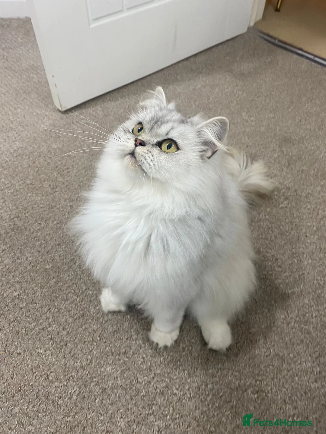 British Longhair cats for sale: Stunning white and grey BLH. Wonderful & friendly - Advert 2