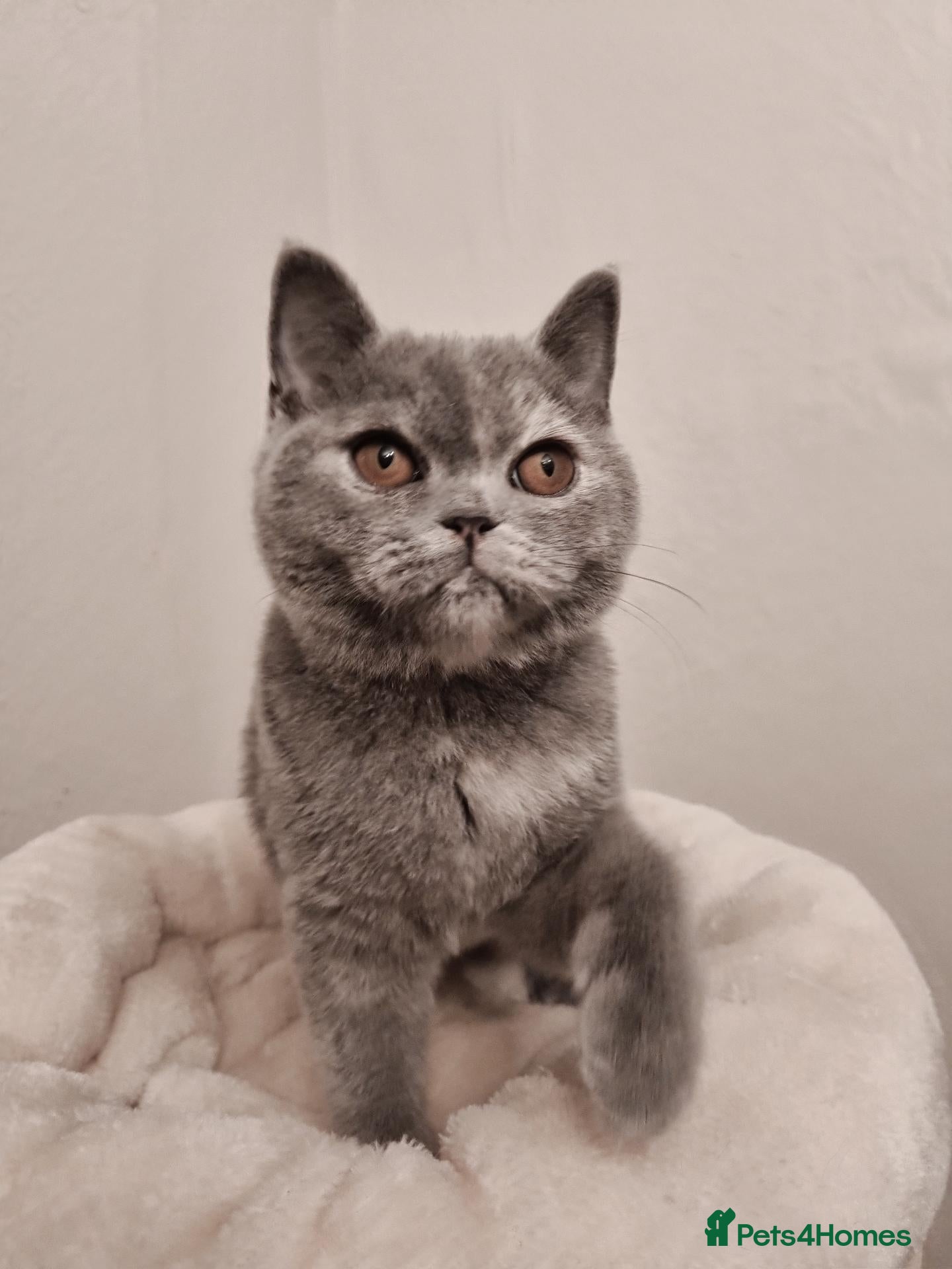 British Shorthair cats British Shorthair Blue Tortie Female Available  - Advert 1