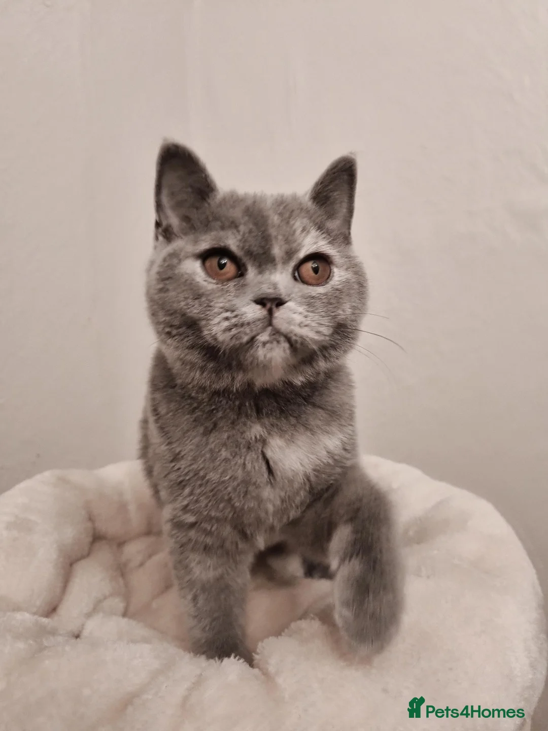 British Shorthair cats for sale: *Reduced* British Shorthair Blue Tortie Female  - Advert 1