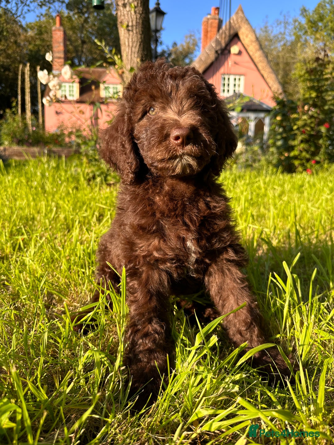 Goldendoodle dogs for sale: Standard Goldendoodle Puppies - Waiting List - Image 5