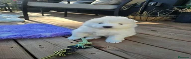 Samoyed 1