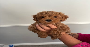 Cockapoo dogs - Advert 4