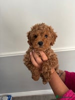 Cockapoo dogs - Advert 4