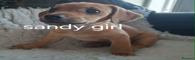 SANDY