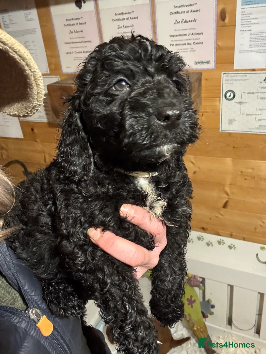 Cockapoo dogs for sale: Show Cockapoo F1b black boy left 5* breeder - Advert 3