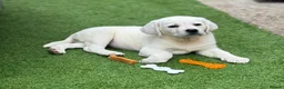 Labrador Retriever dogs for sale: Beautiful Cream KC Labrador Puppies - Advert 14
