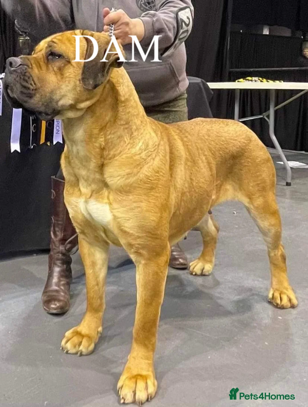 Cane Corso dogs for stud: Beautiful Black Cane Corso for Stud in Batley - Advert 6