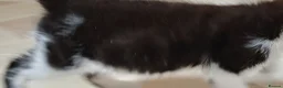 Mixed Breed cats for sale: Kitten for sale boy and girls  - Advert 6