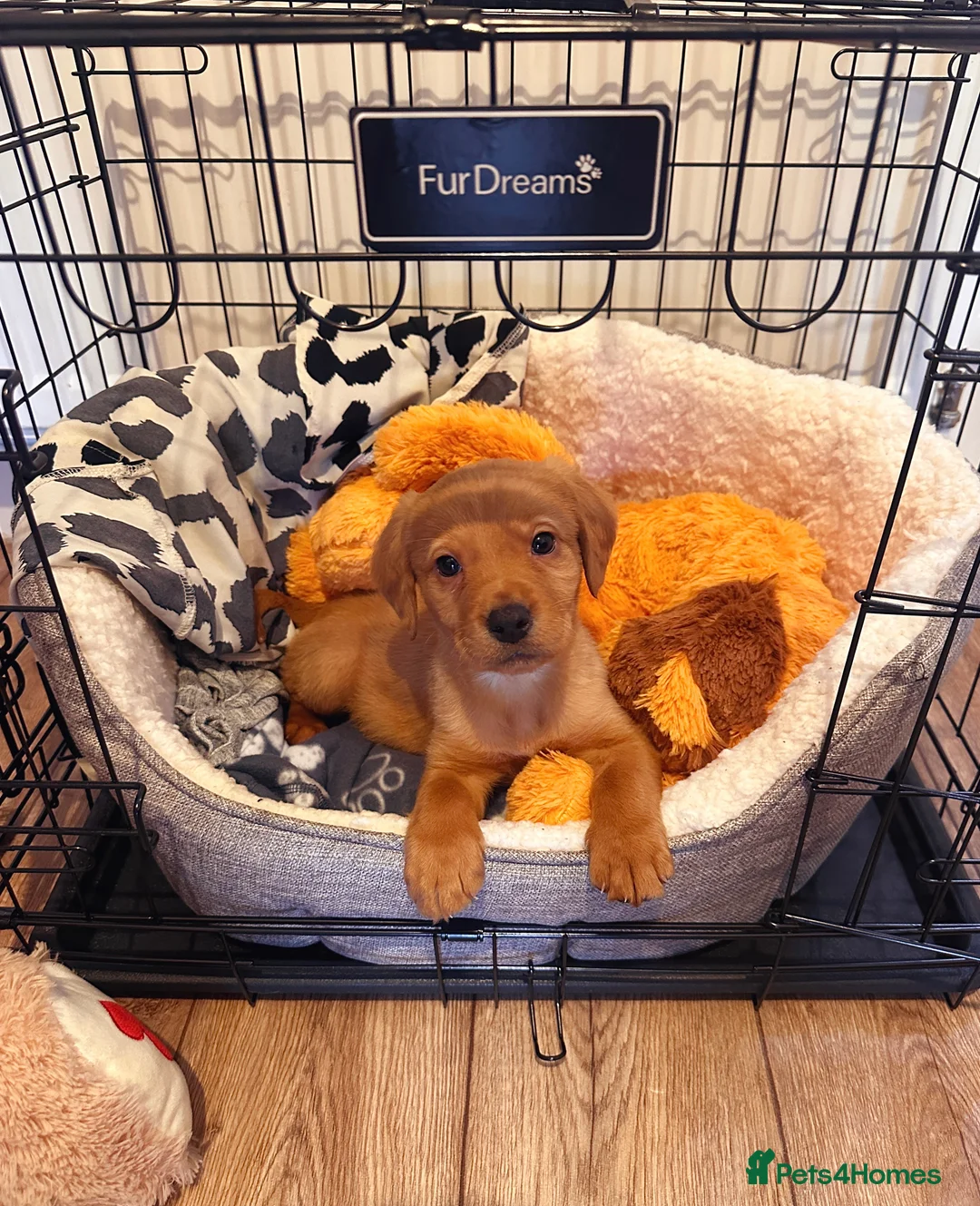 Cockerdor dogs for sale: Beautiful cockerdor puppy needs his forever home!  in Gillingham - Advert 8