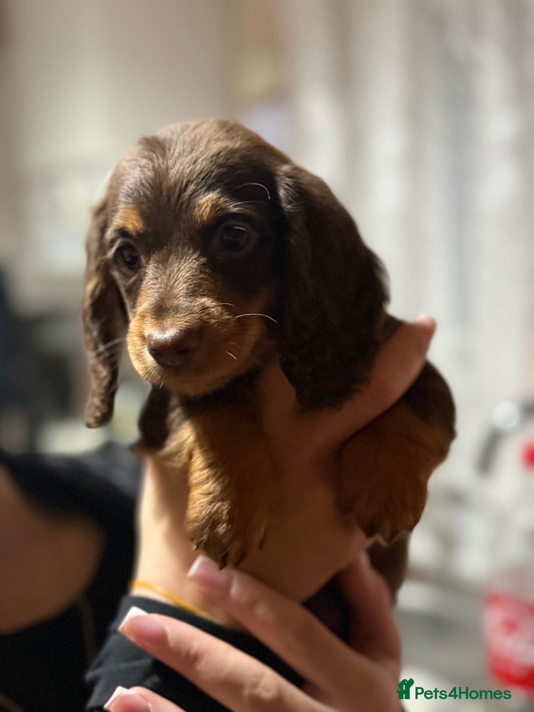Miniature Dachshund dogs for sale: Longhair miniature Duchshund 🩵1boy 1girl left🩷 - Advert 13