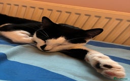 Domestic Shorthair cats for sale: 2-year-old tuxedo cat, ready to be rehomed - Image 2