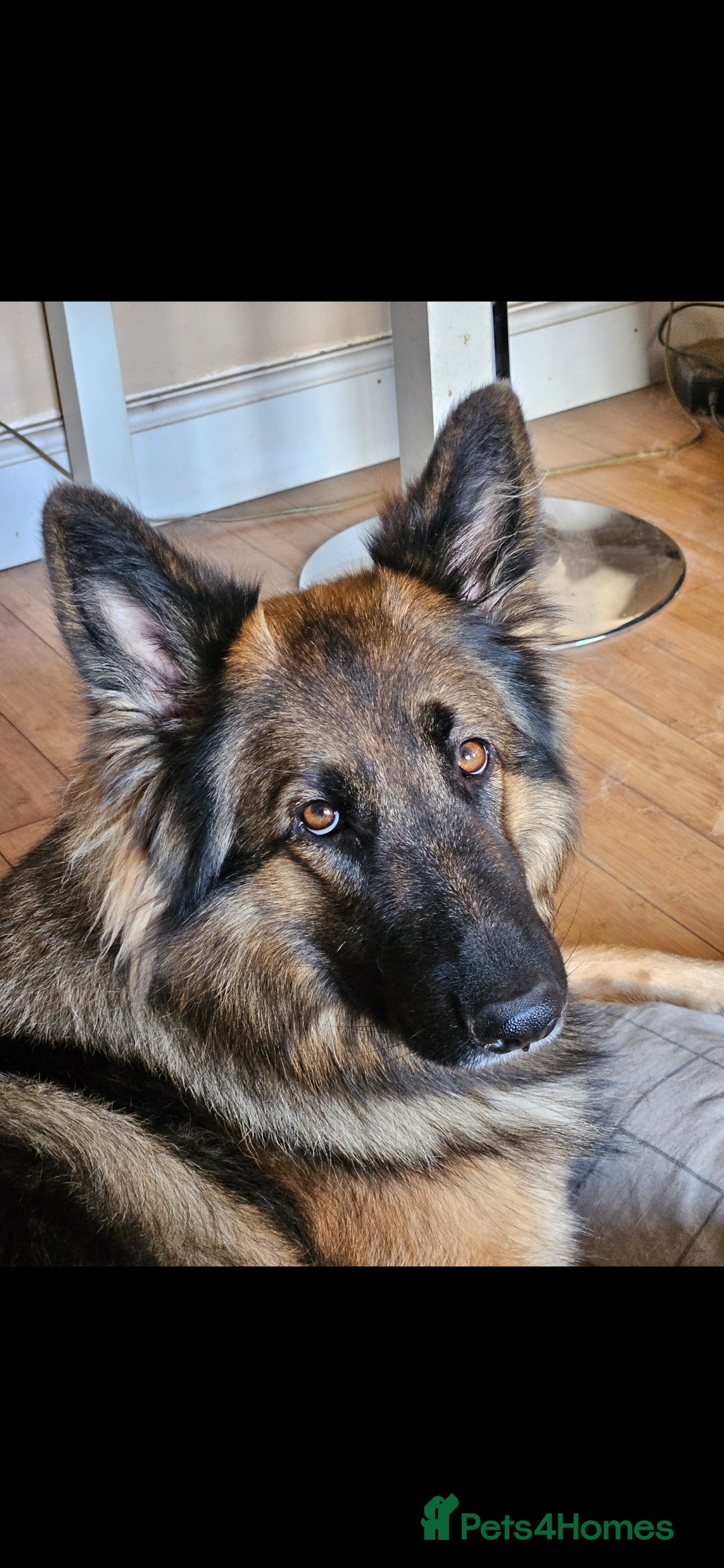 German Shepherd dogs for sale: 5 gorgeous german shepherd puppies for sale  - Advert 1